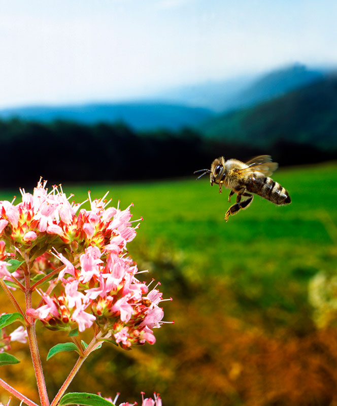 Honey bee in flight